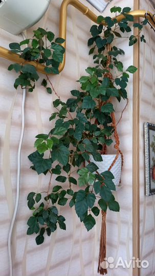 Циссус(березка) укорененные отростки