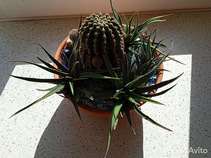 Композиция из кактусов и суккулентов (хавортии)