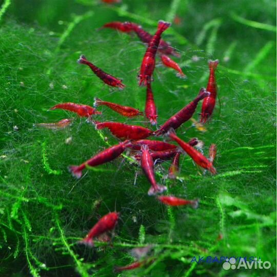 Аквариумные креветки