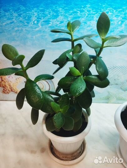 Денежное дерево толстянка крассула