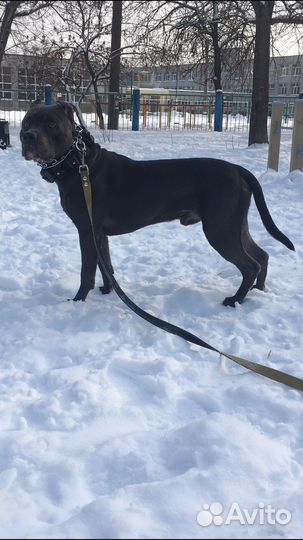 Питбультерьер