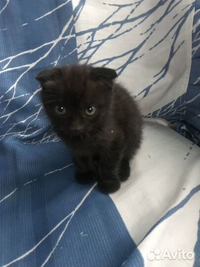 Котята в добрые руки повлоградка