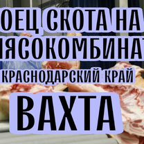 Боец скота / Краснодарский край вахта