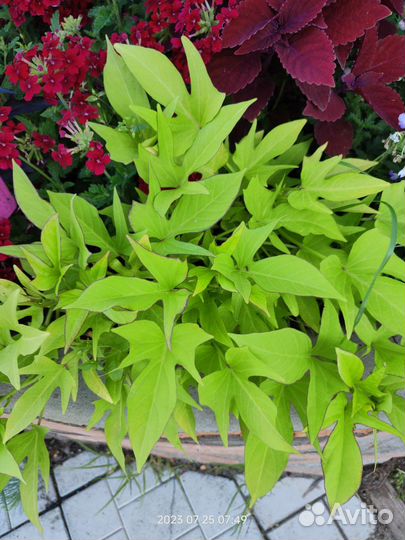 Ипомея батат