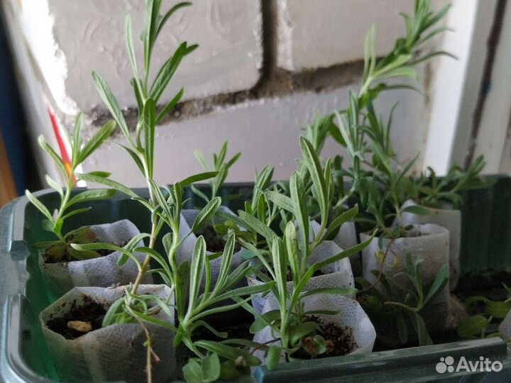 Лаванда сорта 