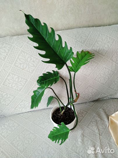 Комнатные цветы много