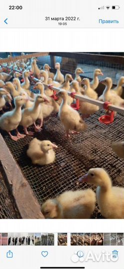 Гусята