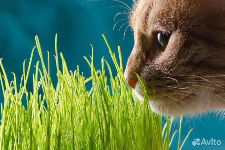 Трава для кошек собак и других животных на корню