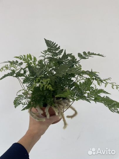 Папоротниковые