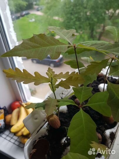 Саженцы канадского красного дуба