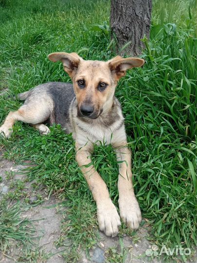 Щенок в добрые руки