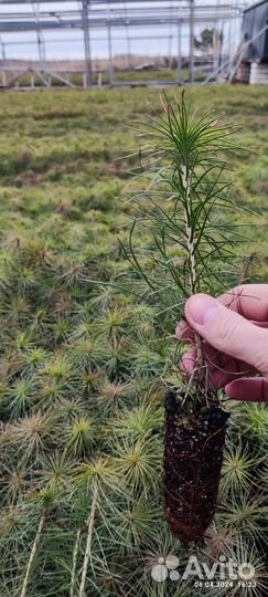 Сеянцы сосны зкс