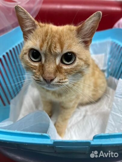 Золотая кошечка