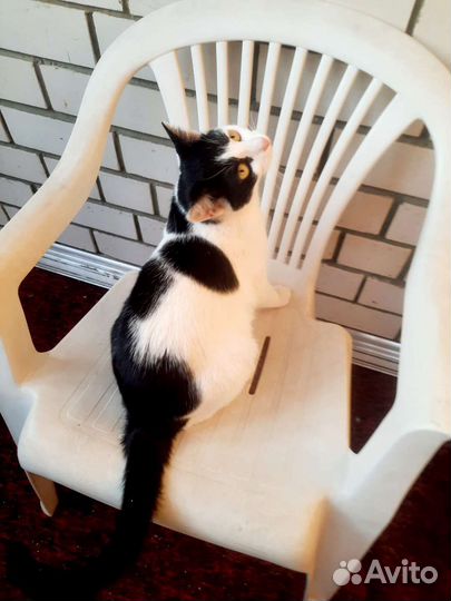 Стерилизованная кошечка