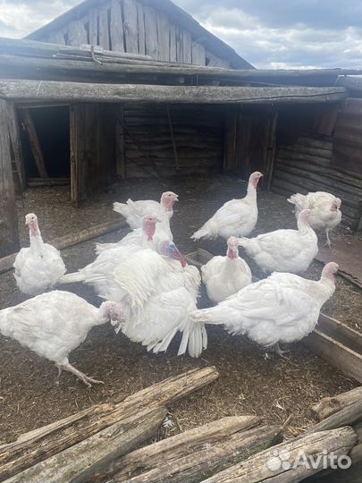 Яйцо индюков и куриные