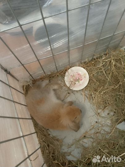 Продам декоративного кролика баран