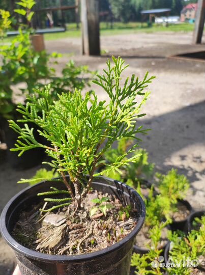 Туя Брабант, Смарагд и шаровидная Little Giant