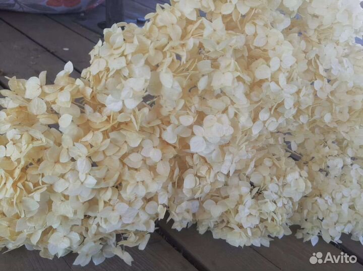 Стабилизированная гортензия