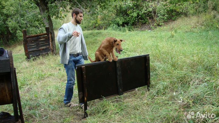 Дрессировка, обучение, передержка собак
