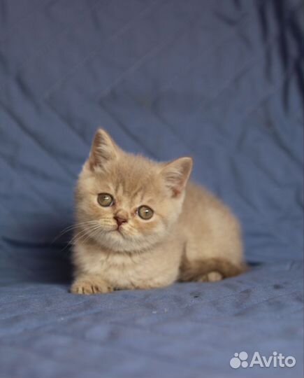 Плюшевые котики