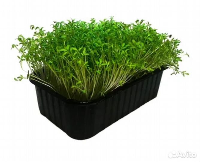 Микрозелень