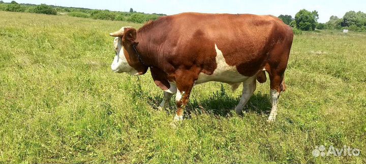 Продам быка