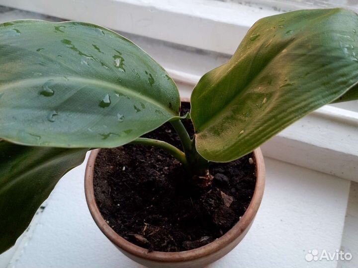 Стрелиция Регина