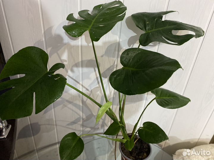 Интерьерные цветы