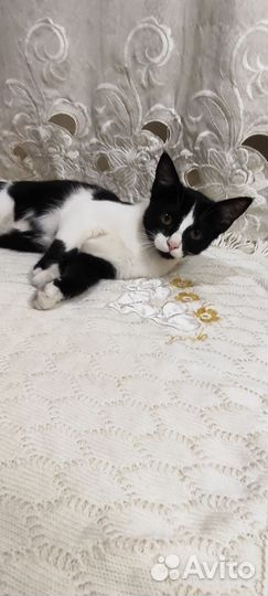 Кошечка бесплатно