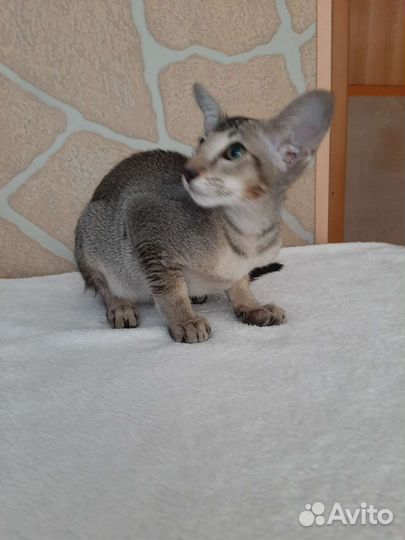 Ориентальные котята