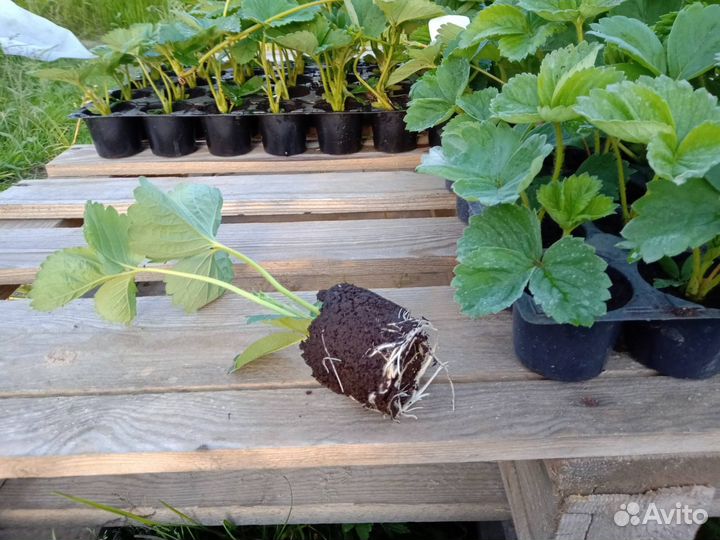 Рассада садовой земляники (клубники) 2023 год