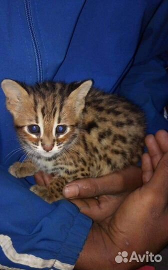 Азиатские леопардовые коты в разведение или семью