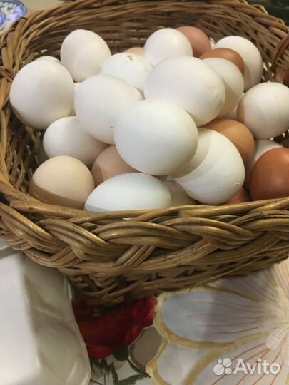 Домашние куриные яйца