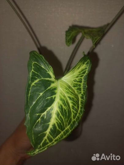 Сингониумы сортовые