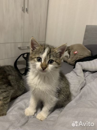 Котята в добрые руки бесплатно