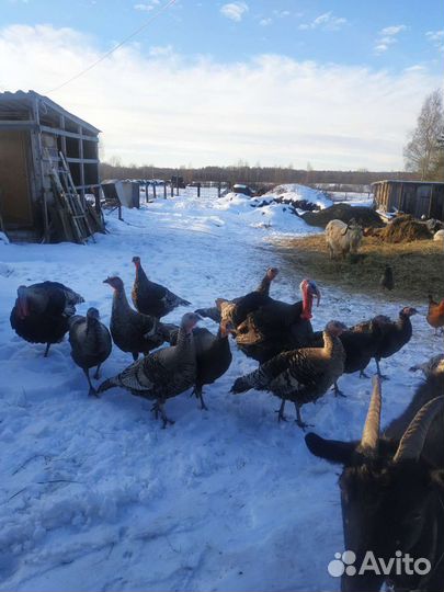 Индюки индюшата