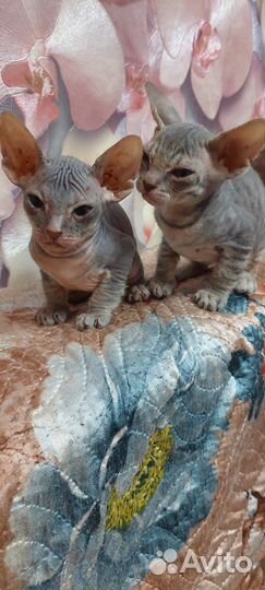 Котята сфинкс