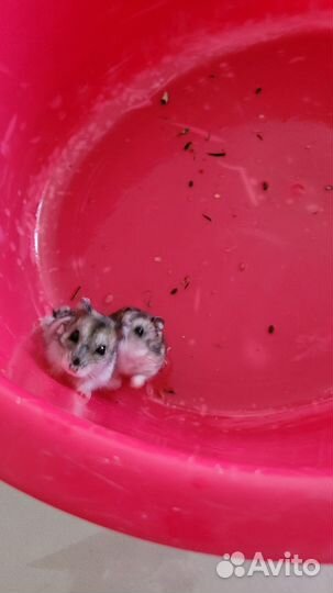 Джунгарские хомяки