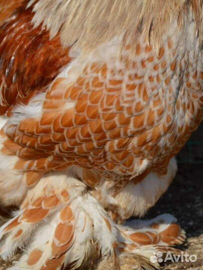 Брама белое золото