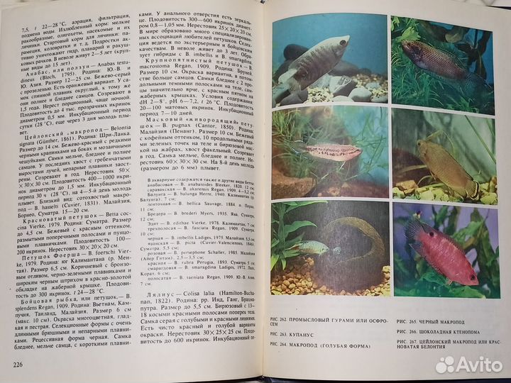 Экзотические рыбы. Кочетов А.М