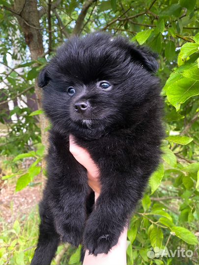 Щенки шпица