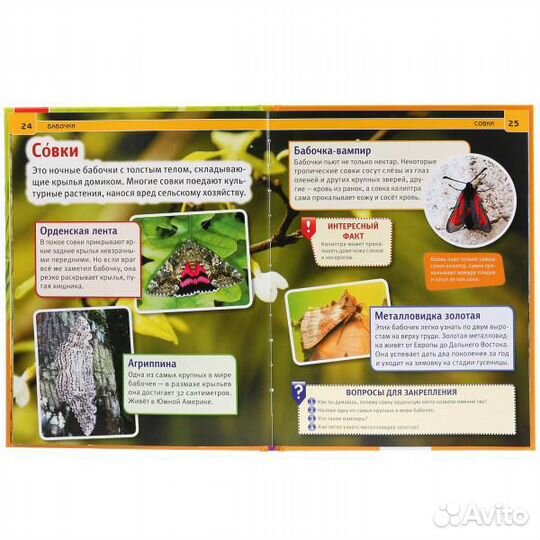 Энциклопедия Бабочки Умка 4513