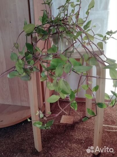 Традесканция пурпурная флейм и традесканция