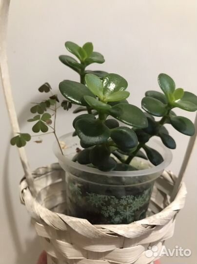 Толстянка (денежное дерево), антуриум, алоэ