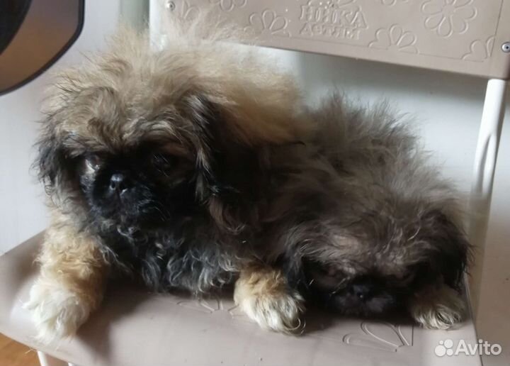 Щенки пекинеса