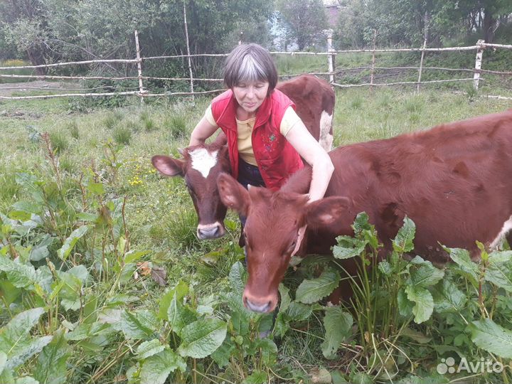 Домашнее молоко,творог,сыр, яйцо, мясо