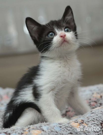 Котенок мальчик 2 мес