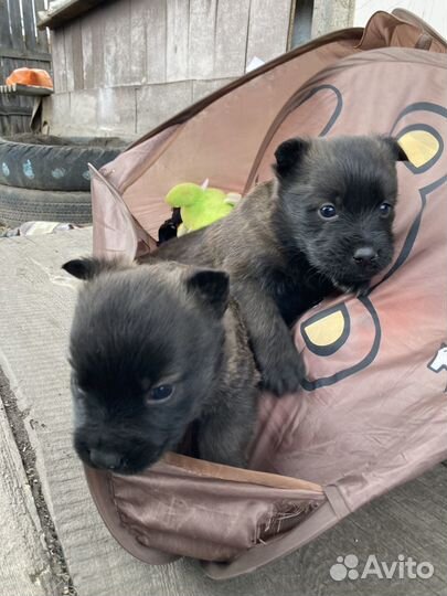 Подарю на радость