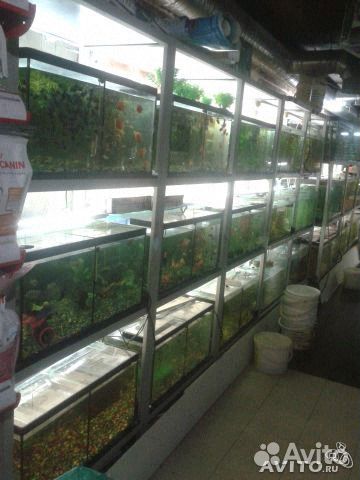 Аквариумные рыбки, большой выбор