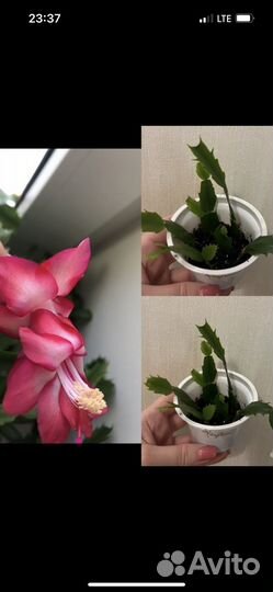 Декабрист, рипсалидопсис (укоренные черенки)